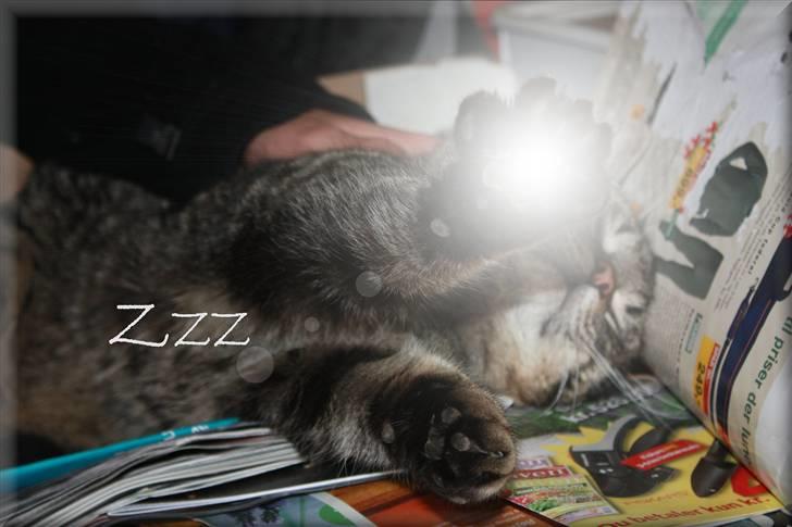 Huskat Herbie (-; <3 billede 2