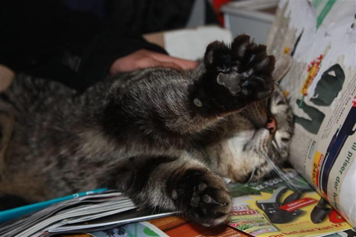 Huskat Herbie (-; <3 billede 3