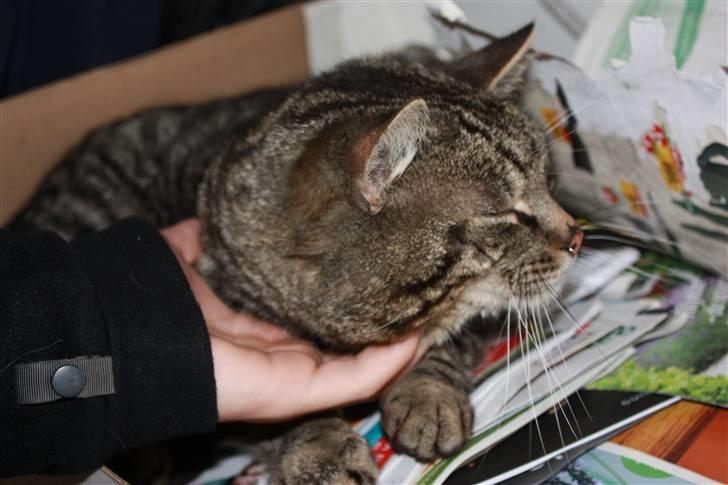 Huskat Herbie (-; <3 billede 4