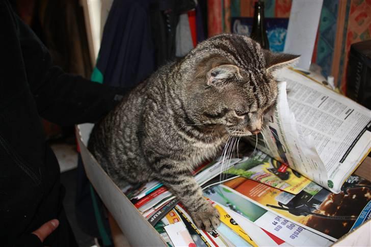 Huskat Herbie (-; <3 billede 5