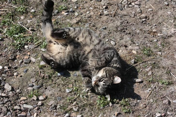 Huskat Herbie (-; <3 billede 6