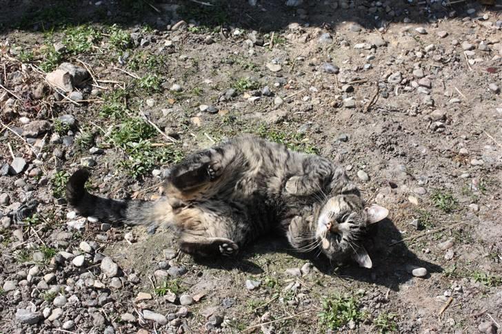 Huskat Herbie (-; <3 billede 7