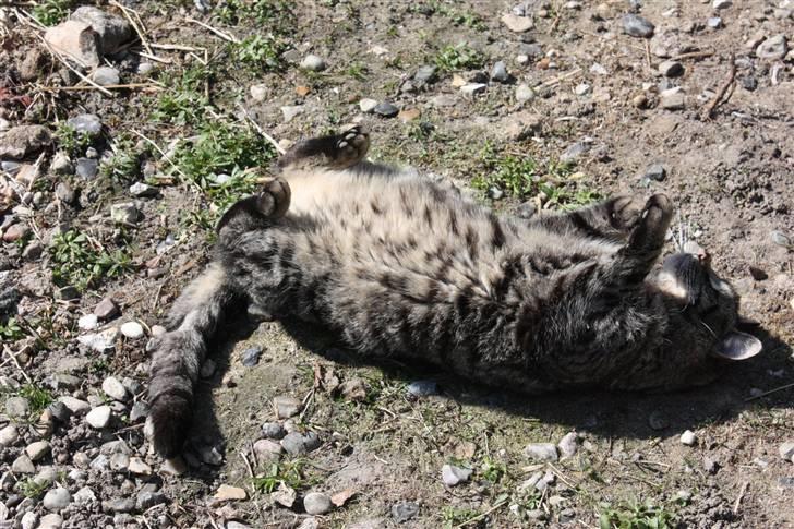 Huskat Herbie (-; <3 billede 8