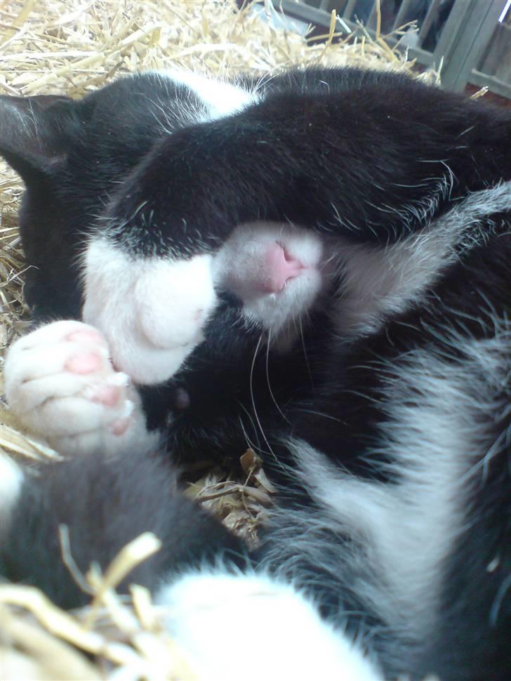 Blanding af racer Benny - Velkommen til Bennys profil! billede 1