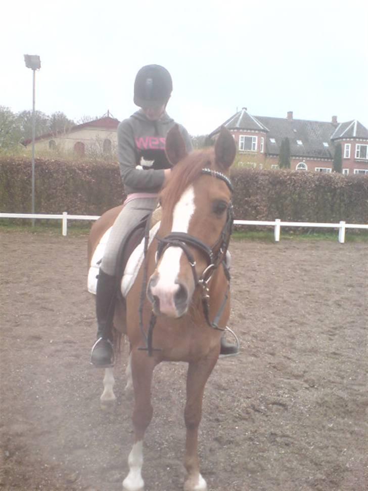 Blanding af racer Benny - Benny tillader så meget! (: Her er han ude og ride xD billede 2