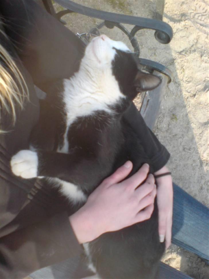 Blanding af racer Benny - Han er så sød! xD billede 3