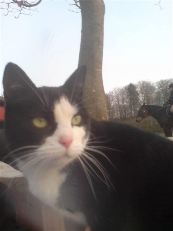 Blanding af racer Benny billede 4