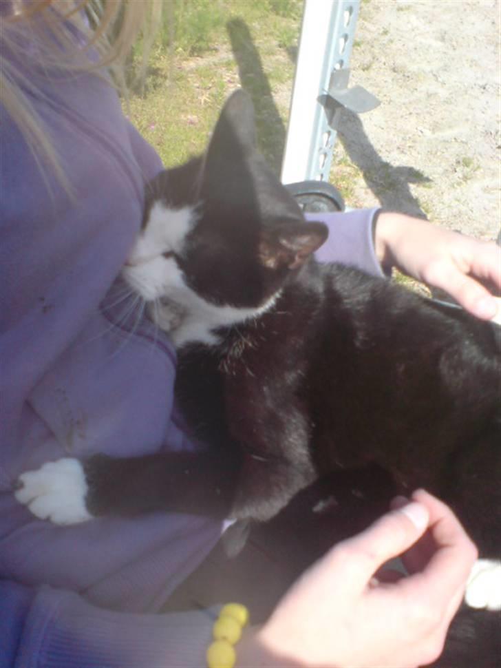 Blanding af racer Benny billede 5