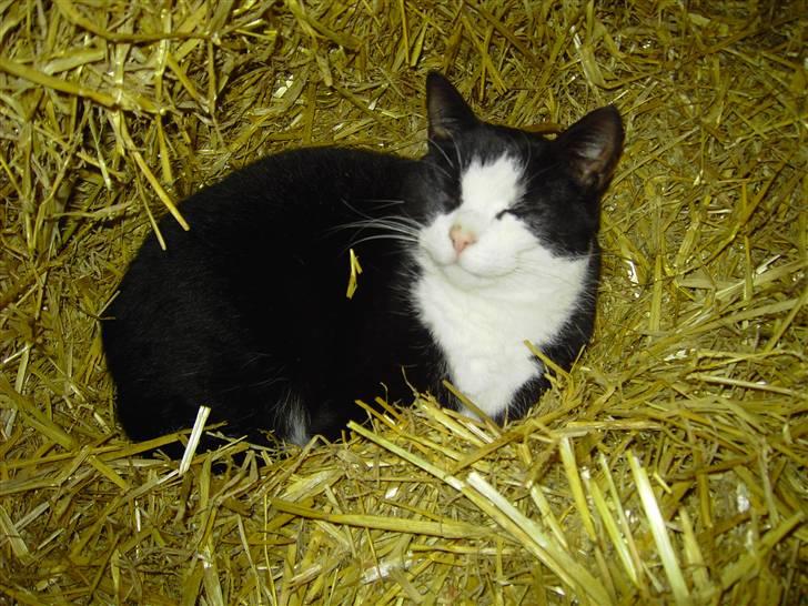 Blanding af racer Benny billede 6