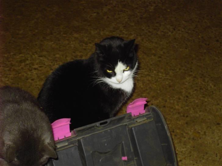 Blanding af racer Benny billede 7