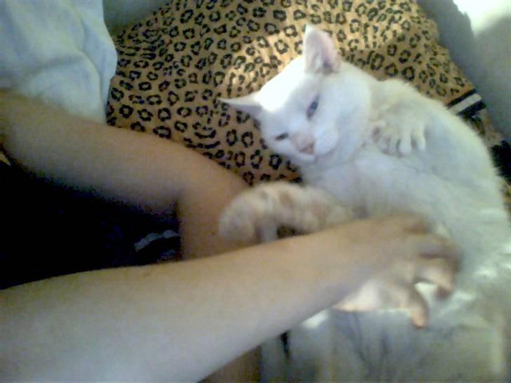 Huskat kulok R.I.P min prins! billede 18