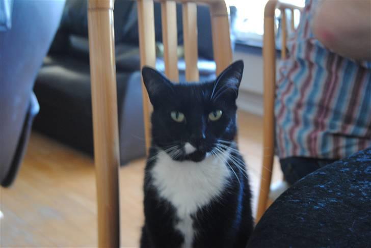 Blanding af racer lillemis/missi billede 7