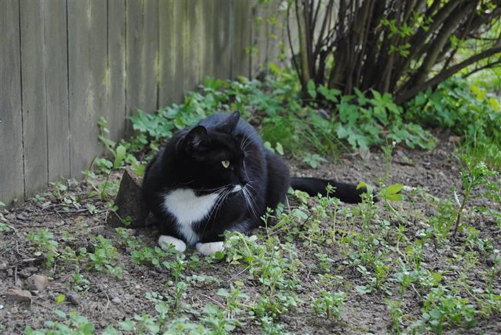 Blanding af racer lillemis/missi billede 8