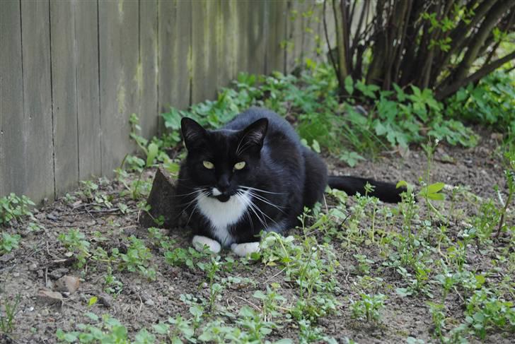 Blanding af racer lillemis/missi billede 9