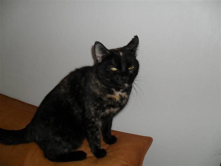 Huskat † Marie † )': - mijn lille marie mis<3 billede 1