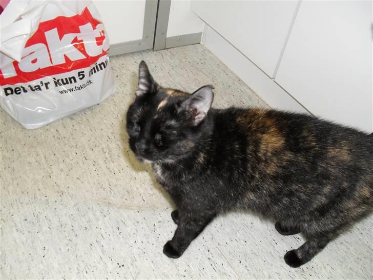 Huskat † Marie † )': - blinke blinke lille mis?!<3 billede 2