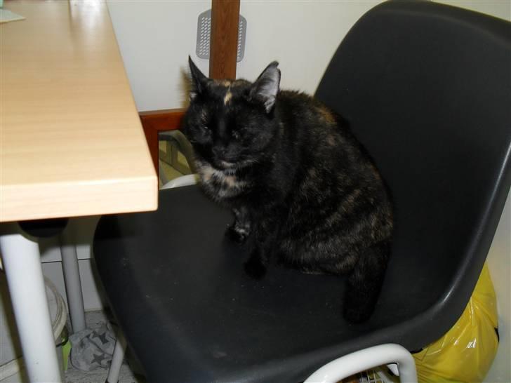 Huskat † Marie † )': - se jeg kan side pænt på en stol<3 billede 3