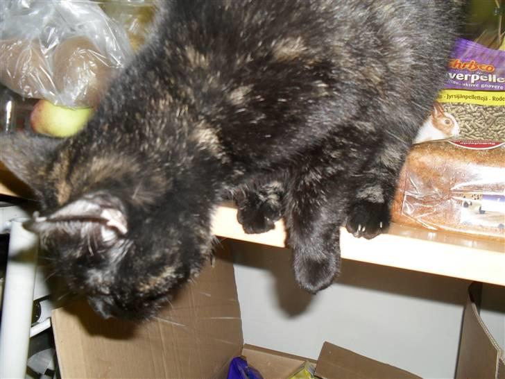 Huskat † Marie † )': - jeg må skynde mig ned fra bordet?! billede 4