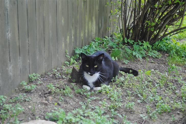 Blanding af racer lillemis/missi billede 10