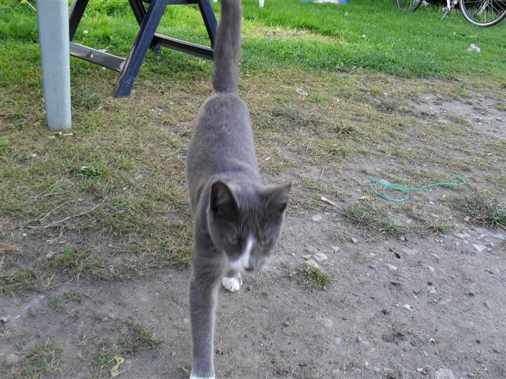 Huskat Disel(MIN SØSTERS) - mijn smukke disel XD billede 1