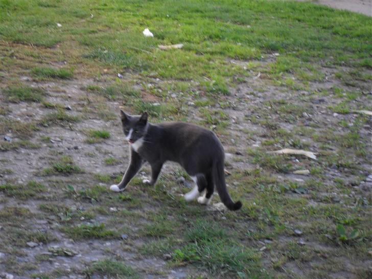 Huskat Disel(MIN SØSTERS) - hov?! hva sker der, der omme?! jeg må vist lige tjekker der ud! billede 2