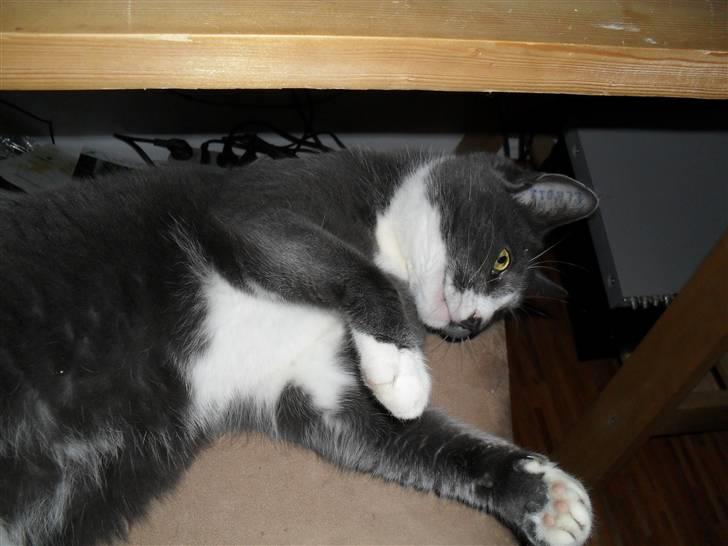 Huskat Disel(MIN SØSTERS) - uuhhhh hvad er det der?!<3 billede 3