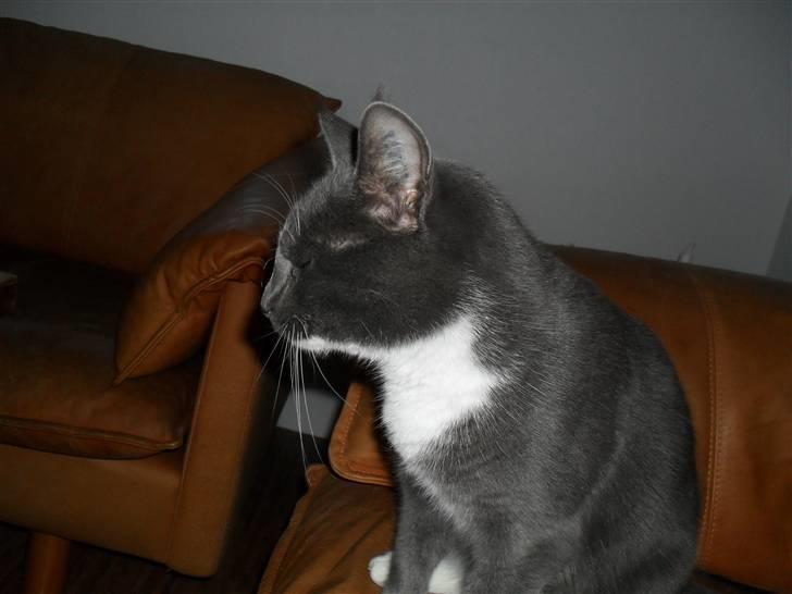 Huskat Disel(MIN SØSTERS) - jeg er ligeglad. du vil ik snak med mig såe jeg vil ik se på dig! <3 billede 4