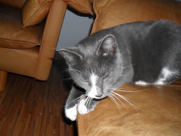 Huskat Disel(MIN SØSTERS) - vi tar lige en lille en på øjet ZzzzzzZZzzzz! billede 5