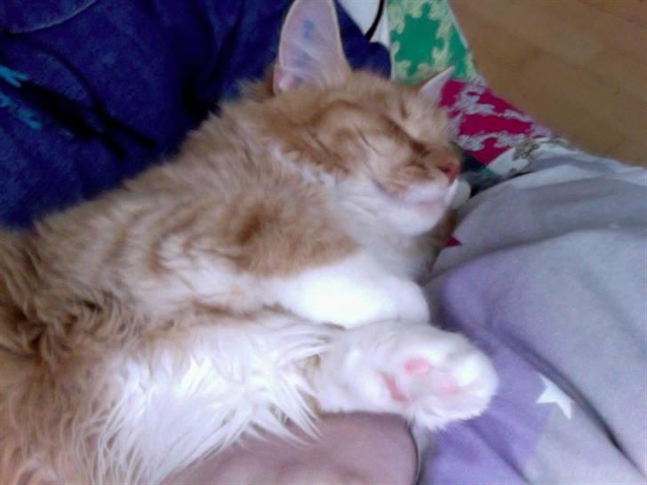 Blanding af racer Kleo billede 5