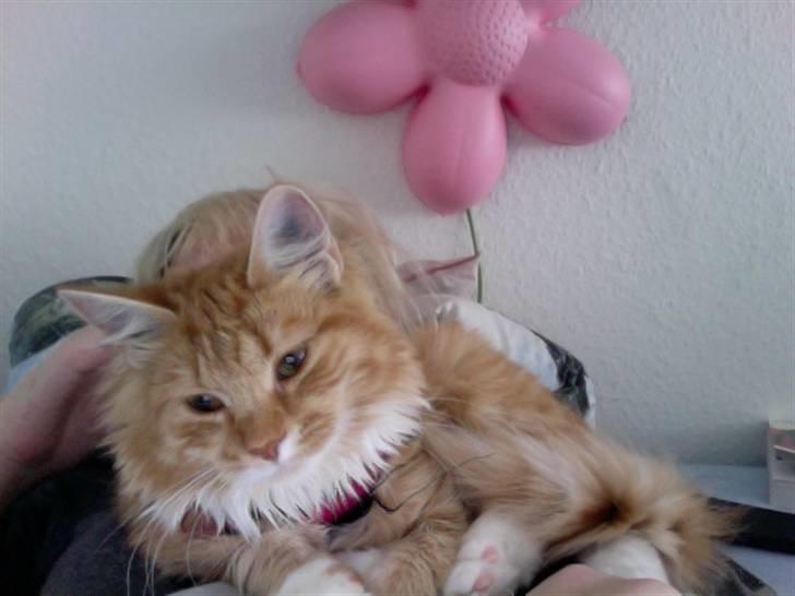 Blanding af racer Kleo billede 6