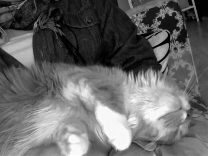 Blanding af racer Kleo billede 7