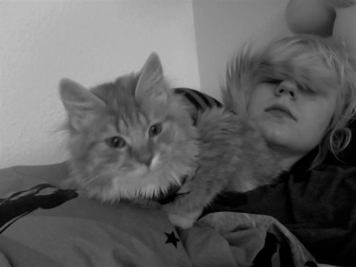 Blanding af racer Kleo - hey, jeg kan jo ikke se billede 9