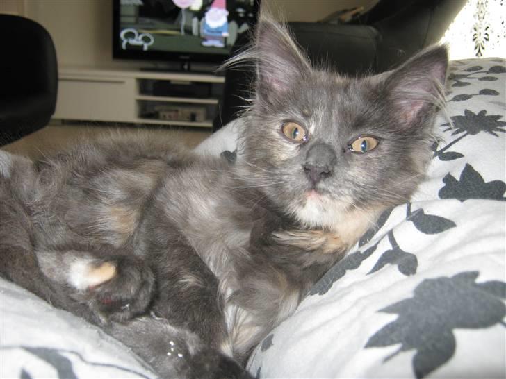 Maine Coon Nellie billede 6