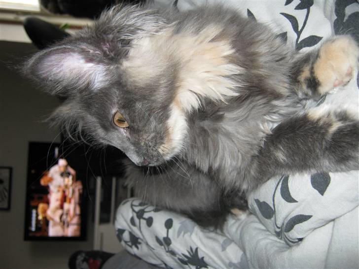 Maine Coon Nellie billede 7