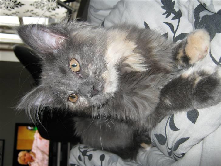 Maine Coon Nellie billede 8