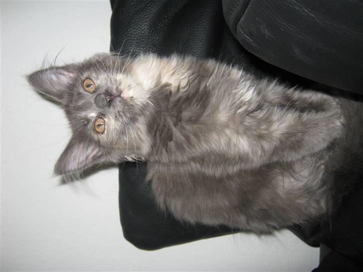 Maine Coon Nellie billede 9