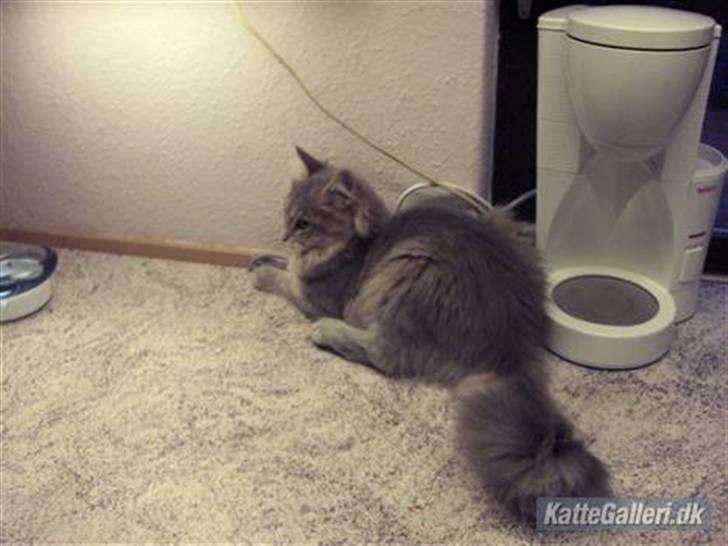 Maine Coon frøik blue bell billede 1