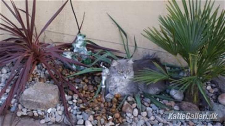 Maine Coon frøik blue bell billede 2