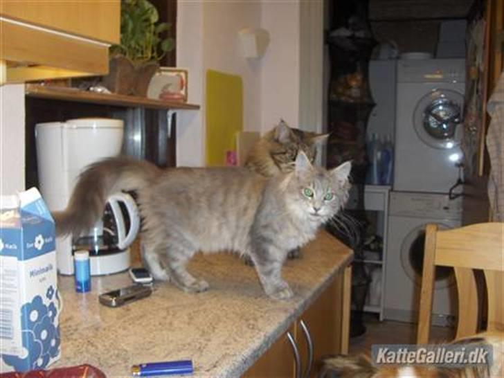 Maine Coon frøik blue bell billede 3