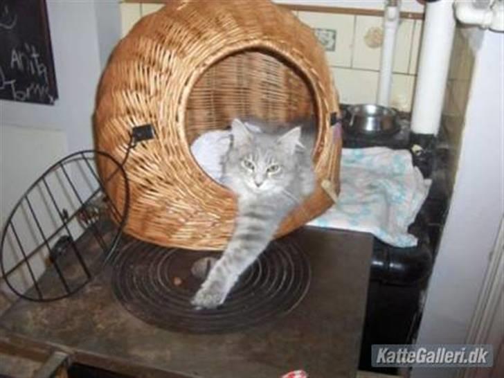 Maine Coon frøik blue bell billede 4