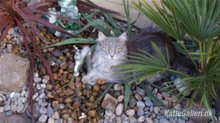 Maine Coon frøik blue bell billede 5