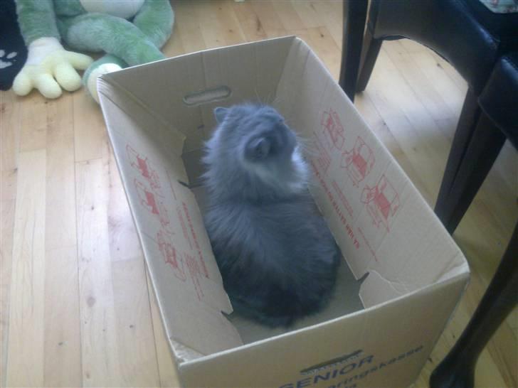 Perser Silke - Dejlig papkasse billede 6