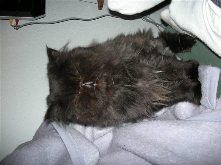 Perser Tjalfe - Ikke så glad for blitz billede 6