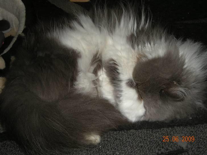 Perser Tilde - Mors puttetrold billede 6