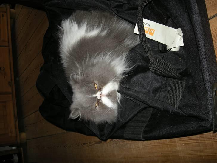 Perser Tilde - Mor og far må ikke pakke kuffert billede 7