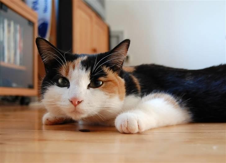 Blanding af racer Ida billede 8