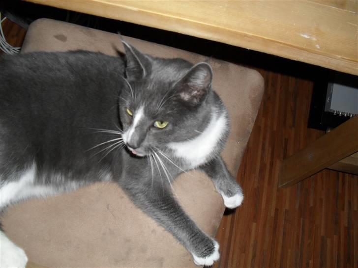 Huskat Disel(MIN SØSTERS) - hmmm?! lad mig nu lige se?!  billede 6