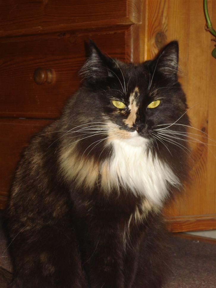 Blanding af racer Speddie billede 7