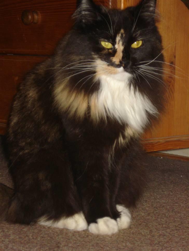 Blanding af racer Speddie billede 8