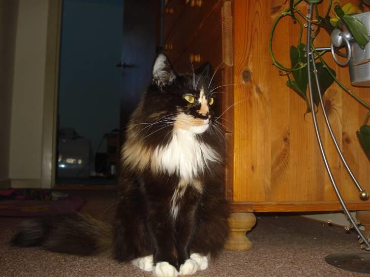 Blanding af racer Speddie billede 9